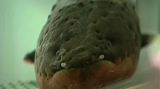 Dni karpia jako świątecznego symbolu są już policzone. W Japonii wyrósł mu poważny konkurent - węgorz elektryczny. Nie tylko pięknie się prezentuje, ale potrafi też zasilić choinkę. No, a po Świętach można zrobić z niego sushi... (Reuters)