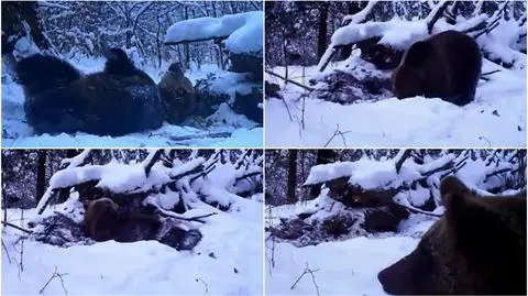 Bieszczady. Radosny niedźwiedź w oku fotopułapki