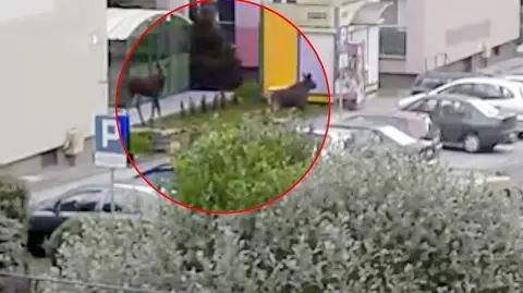 Łosie zniszczyły samochód 