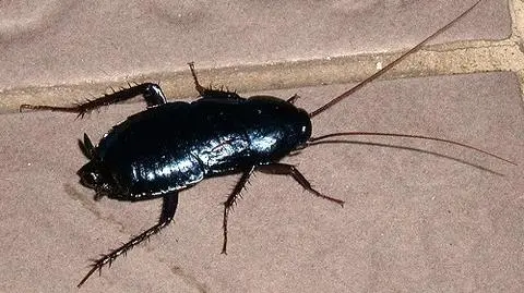 Karaluch i czystka w telewizji