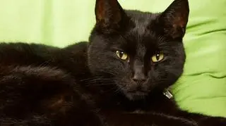 Włoch zabijał koty w domu