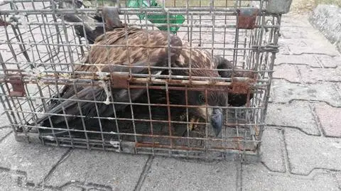 Bielik został złapany przez policjantów