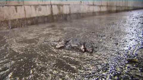 Zalany dworzec w Poznaniu