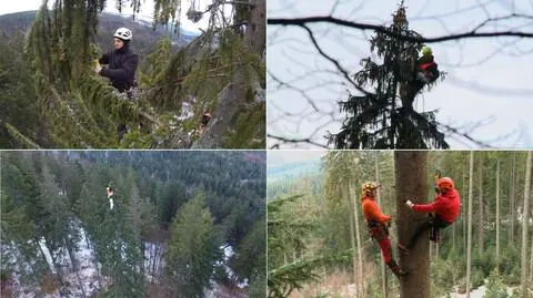 Arboryści zbierają szyszki 40 metrów nad ziemią