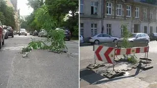 "Ogrodnicza samowolka" za płotem