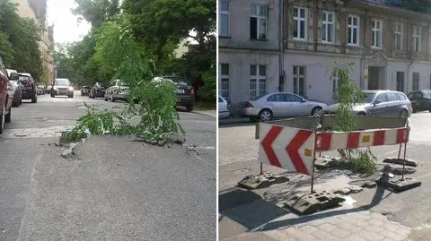 "Ogrodnicza samowolka" za płotem
