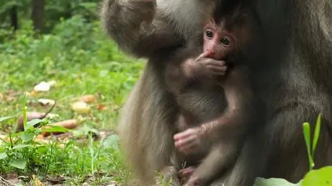 Mały łowca bananów w poznańskim zoo