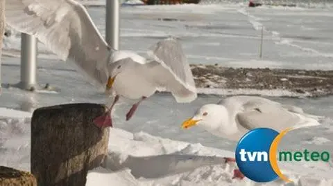 Dlaczego w Arktyce nie marzną ptaki?