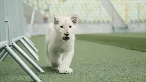 Biały lew na murawie gdańskiego stadionu
