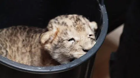 Padł mały lew z gdańskiego zoo.