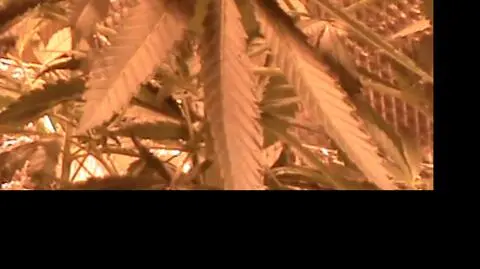 Plantacja marihuany w Bochni. "29-latek żył z handlu narkotykami"