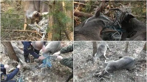 Międzychód. Dwa daniele wplątały się w ogrodzenie pastwiska