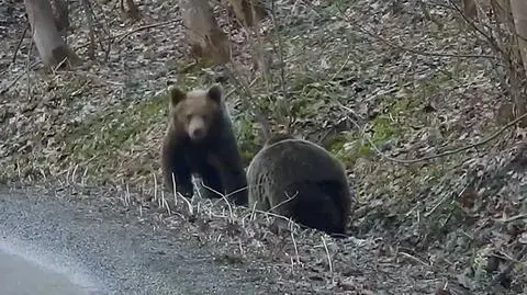 Polish Forestry Service published a video showing bears that had awakened after winter hibernation