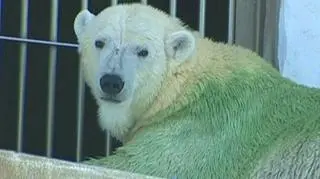 Zwiedzający japońskie ZOO w Higashiyamie nie mogą uwierzyć własnym oczom. Niedźwiedzie polarne, jak każde dziecko wie, są białe. Ale najwyraźniej nie wszystkie. Te z Japonii mają bowiem sierść w kolorze zielonym. Czyżby wybryk matki natury? Jak się okazuje, wcale nie. (APTN)