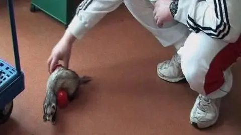 Zwierzę czyni więźnia lepszym