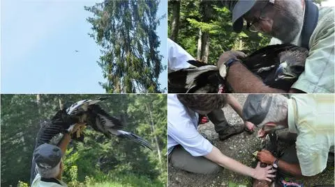 Orzeł przedni powrócił do rodziców dzięki pomocy ludzi
