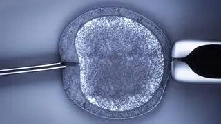 Łódzki program ma wejść dzień po wygaszeniu rządowego programu in vitro