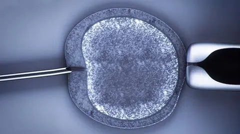 Ministerstwo wygasza wspieranie in vitro. Łódź stworzy "swój" program