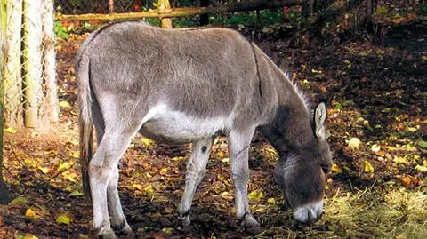 Osioł Teofil zatruty. "To mógł być skutek dokarmiania"