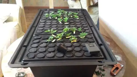 Dentysta i farmaceuta hodowali marihuanę. Zatrzymała ich policja