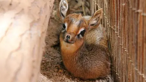 Mała antylopa, dikdik, z wrocławskiego Afrykarium