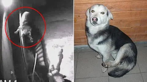 Przerzucił psa przez ogrodzenie schroniska. "Przyznał się"