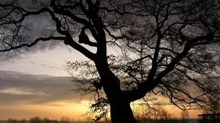 Dąb o zachodzie słońca 