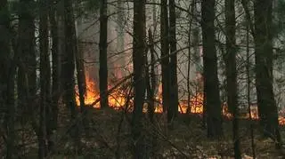 Siedem pożarów w lasach  od początku sierpnia