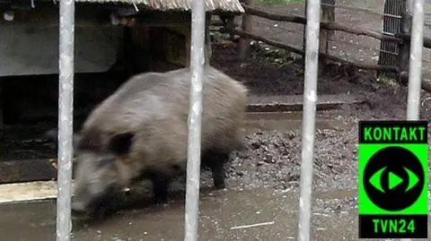 Powódź groźna także dla zwierząt