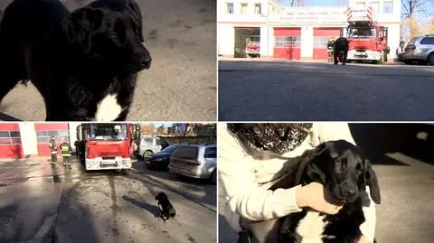 Pies dryfował po Odrze na krze. 
"Czarnego" uratowali strażacy