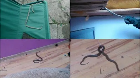 Strażacy pozbyli się jadowitych węży