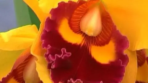 Najpiękniejsze orchidee świata