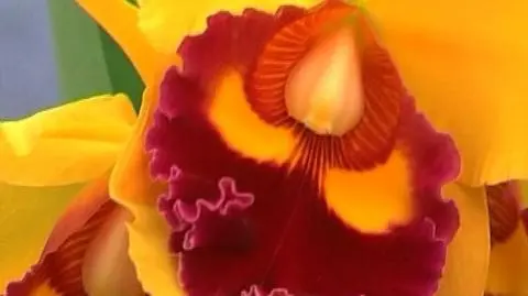 Najpiękniejsze orchidee świata