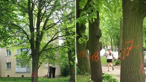 Z łódzkiego osiedla zniknie zieleń, bo miasto chce budować tunel