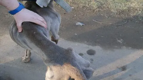 Przed psem jeszcze kilka miesięcy leczenia 