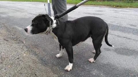 Dolny Śląsk: agresywne psy biegały po wsi, złapali je policjanci