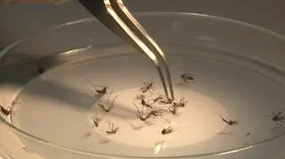 Wirus zika, przenoszony przez komary z rodziny Aedes aegypti