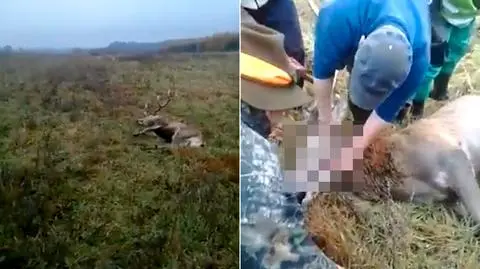 Rozcinali jeleniowi pysk koło Drawska Pomorskiego, może nie być kary