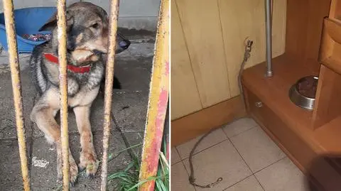 Diego żył od urodzenia na krótkiej smyczy w przedpokoju