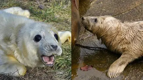 Małe foki przyszły na świat