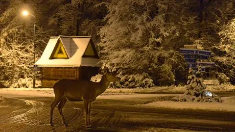 Jelenie spacerują po Zakopanem 