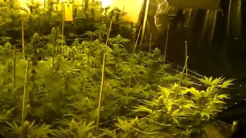 Sąd nie uwierzył, że karmił nią bydło. 8 lat za wartą 3 mln zł produkcję marihuany