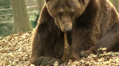 Z wieżowca do zoo. "Misie są podekscytowane i nie śpią" 