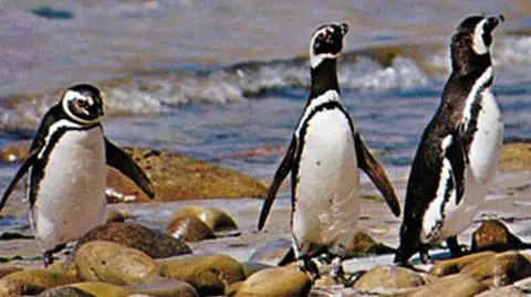 Nadeszły pingwinie gody