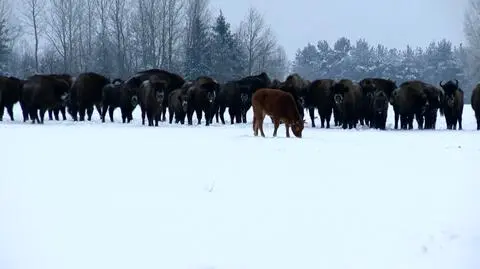 Krowa, która dzikość puszczy wybrała zamiast ciepła obory