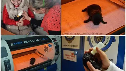 Szczeniak wyrzucony na śmietnik walczy o życie w inkubatorze