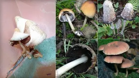Co rosło na ścianie pilskiego szpitala. Wyjaśniają mykolodzy