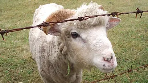 Rozporządzenie ministra zezwalało na rytualny ubój zwierząt 