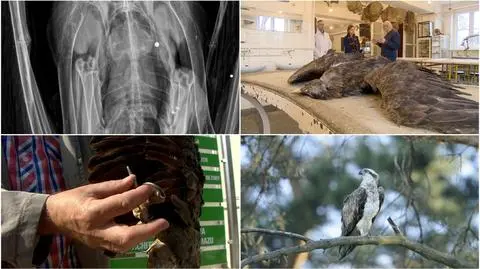 Ciało martwego ptaka dokładnie zbadano