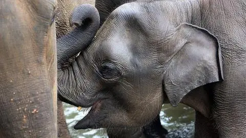 Pod słoniem zawaliła się droga